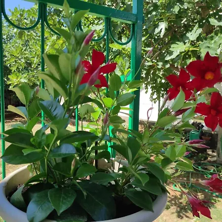 With Terrace And Garden Apartment *