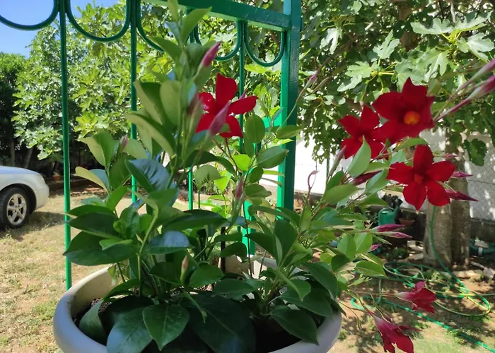 With Terrace And Garden דירה *